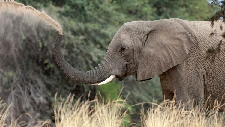 Okahirongo Elephant Lodge - Elefant